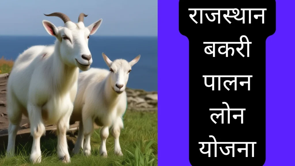 Bakri Palan Subsidy Loan Yojana Rajasthan