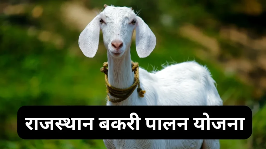 Rajasthan Bakri Palan Yojana Apply Online